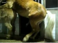 Big horse dick fucks a beastie gal